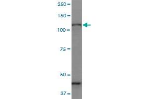 Western Blotting (WB) image for anti-Protocadherin gamma Subfamily C, 3 (PCDHGC3) (AA 1-935) antibody (ABIN961251)