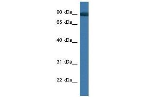 Western Blot showing App antibody used at a concentration of 1. (APP antibody  (C-Term))