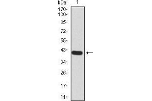 Western blot analysis using RALA mAb against human RALA (AA: 71-203) recombinant protein.