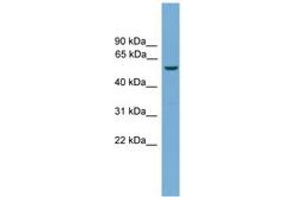 ECSIT antibody  (AA 51-100)