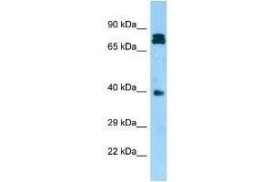 WB Suggested Anti-NDRG4 Antibody Titration: 1.