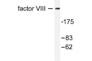 Image no. 1 for anti-Coagulation Factor VIII (F8) antibody (ABIN265412)