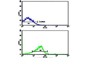 Flow cytometric analysis of ZR-75-1 cells using FREQ polyclonal antibody (bottom histogram) compared to a negative control cell (top histogram).