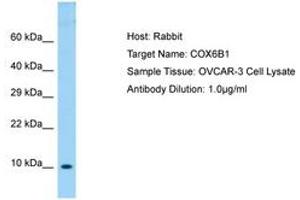 Image no. 1 for anti-Cytochrome C Oxidase Subunit VIb Polypeptide 1 (Ubiquitous) (COX6B1) (AA 14-63) antibody (ABIN6750044) (COX6B1 antibody  (AA 14-63))