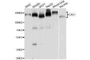 Western blot analysis of extracts of various cell lines, using CAST antibody. (Calpastatin antibody  (AA 550-650))