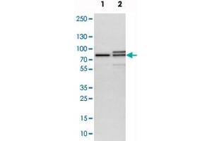 Western blot analysis of cell lysates with MTA2 polyclonal antibody  at 1:250-1:500 dilution. (MTA2 antibody)