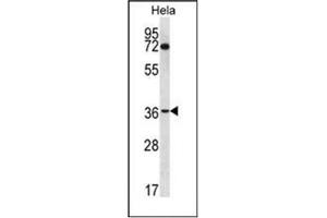 Western blot analysis of NUP35 Antibody (C-term) in Hela cell line lysates (35ug/lane). (NUP35 antibody  (C-Term))