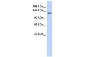 Image no. 1 for anti-Eukaryotic Translation Initiation Factor 4 gamma 2 (EIF4G2) (AA 144-193) antibody (ABIN6740665) (EIF4G2 antibody  (AA 144-193))