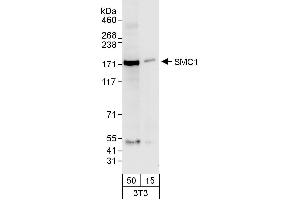 Western Blotting (WB) image for anti-Structural Maintenance of Chromosomes 1A (SMC1A) (AA 1183-1233) antibody (ABIN7454968)