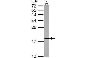 WB Image Sample (50 ug of whole cell lysate) A: mouse brain 12% SDS PAGE antibody diluted at 1:500