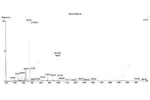 Image no. 1 for Caveolin 1, Caveolae Protein, 22kDa (CAV1) protein (Ovalbumin) (ABIN2127354) (Caveolin-1 Protein (Ovalbumin))