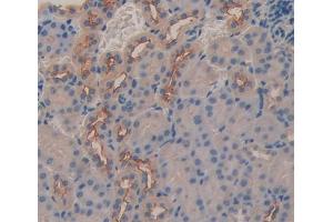 IHC-P analysis of Mouse Tissue, with DAB staining. (DCL1 antibody  (AA 21-225))