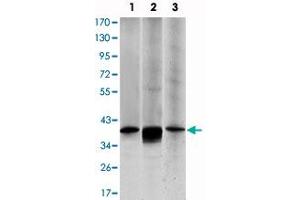 Western blot analysis using MAP2K6 monoclonal antibody, clone 3H12B9  against HepG2 (1), MCF-7 (2) and NIH/3T3 (3) cell lysate. (MAP2K6 antibody)