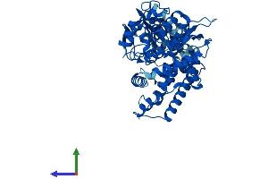 AlphaFold protein structure predicition of Mouse Recombinant Cyp2j6 Protein, UniprotID O54750 (Cyp2j6 Protein (AA 1-501) (His tag))