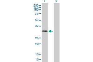Western Blot analysis of THAP3 expression in transfected 293T cell line by THAP3 MaxPab polyclonal antibody. (THAP3 antibody  (AA 1-239))