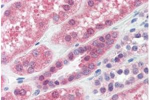 Human Kidney (formalin-fixed, paraffin-embedded) stained with PPP2CA antibody ABIN364316 at 15 ug/ml followed by biotinylated anti-mouse IgG secondary antibody ABIN481714, alkaline phosphatase-streptavidin and chromogen. (PPP2CA antibody)