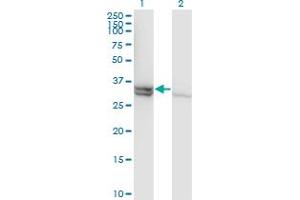 Western Blot analysis of CASP1 expression in transfected 293T cell line by CASP1 monoclonal antibody (M01), clone 3D2. (Caspase 1 antibody  (AA 1-100))