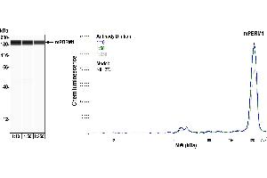 Western Blotting (WB) image for anti-Polybromo 1 (PBRM1) (AA 1-293) antibody (ABIN7454032)