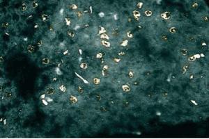Immunofluorescent staining of Rabbit Liver tissue with anti-XIAP (XIAP antibody  (AA 268-426))