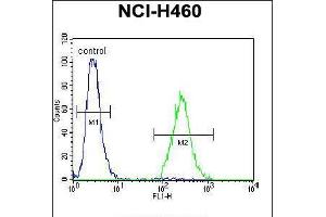 Flow cytometric analysis of NCI-H460 cells (right histogram) compared to a negative control cell (left histogram). (CCDC54 antibody  (AA 91-119))