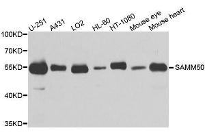 Western blot analysis of extracts of various cell lines, using SAMM50 antibody. (SAMM50 antibody  (AA 1-220))