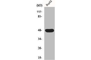 Western Blot analysis of HepG2 cells using IGSF4D Polyclonal Antibody (CADM2 antibody  (Internal Region))