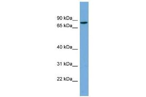CRTAC1 antibody used at 1 ug/ml to detect target protein. (CRTAC1 antibody  (N-Term))