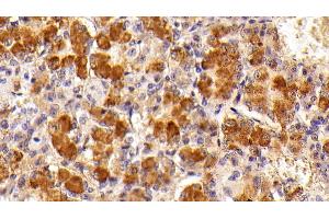 Detection of FSHb in Porcine Pituitary Tissue using Polyclonal Antibody to Follicle Stimulating Hormone Beta (FSHb) (FSHB antibody  (AA 21-130))