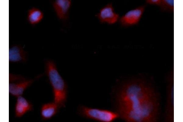 EIF1B antibody  (AA 1-113) (PE)