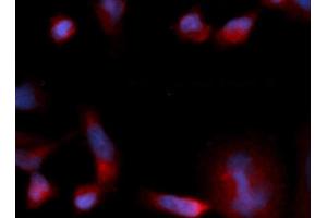 Immunofluorescence (IF) image for anti-Eukaryotic Translation Initiation Factor 1B (EIF1B) (AA 1-113) antibody (PE) (ABIN5567955)