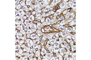 Immunohistochemistry (IHC) image for anti-Apolipoprotein A-I (APOA1) (AA 20-267) antibody (ABIN3021495)