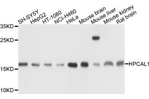 Western blot analysis of extracts of various cells, using HPCAL1 antibody. (HPCAL1 antibody)