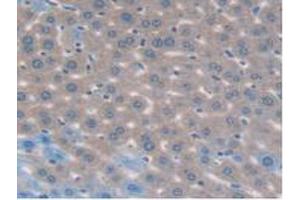 IHC-P analysis of Mouse Liver Tissue, with DAB staining. (MAPK7 antibody  (AA 185-419))