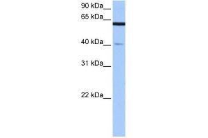 APPBP2 antibody used at 0. (APPBP2 antibody)