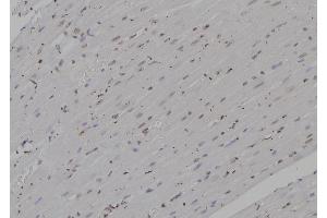 ABIN6277235 at 1/100 staining Rat heart tissue by IHC-P. (PSMA4 antibody  (N-Term))