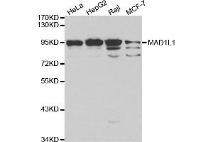 Western blot analysis of extracts of various cell lines, using MAD1L1 antibody (ABIN5970500) at 1/1000 dilution. (MAD1L1 antibody)