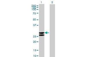 Lane 1: MGC50559 transfected lysate ( 29.