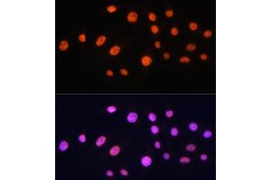 Immunofluorescence (IF) image for anti-K(lysine) Acetyltransferase 2A (KAT2A) (AA 1-100) antibody (ABIN1679964)