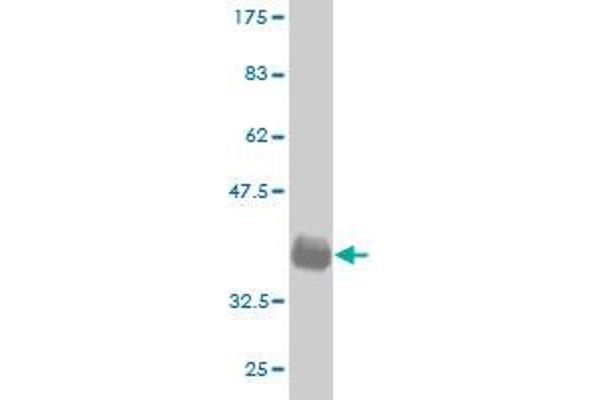GML antibody  (AA 48-158)