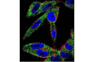 Confocal immunofluorescent analysis of EIF5AL1 Antibody (C-term) (ABIN655925 and ABIN2845320) with  cell followed by Alexa Fluor 488-conjugated goat anti-rabbit lgG (green). (EIF5AL1 antibody  (C-Term))