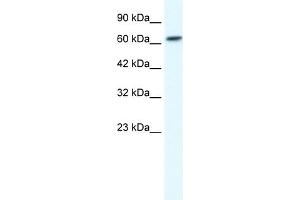 WB Suggested Anti-GABRB2 Antibody Titration:  1.