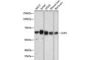 Western blot analysis of extracts of various cell lines, using SHP1 antibody (ABIN7269716) at 1:1000 dilution. (SHP1 antibody)