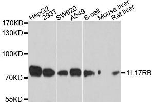 Western blot analysis of extracts of various cells, using IL17RB antibody. (IL17 Receptor B antibody)