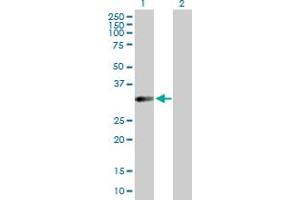 Western Blot analysis of HFE2 expression in transfected 293T cell line by HFE2 MaxPab polyclonal antibody. (HFE2 antibody  (AA 1-313))