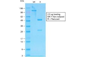 SDS-PAGE Analysis of Purified pan-IgG Rabbit Recombinant Monoclonal Antibody ABIN6383783. (Recombinant IGHG antibody)