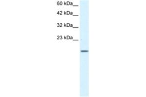 Western Blotting (WB) image for anti-Zinc Finger Protein 7 (ZNF7) antibody (ABIN2460736) (ZNF7 antibody)