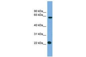 Image no. 1 for anti-MIS18 Kinetochore Protein Homolog A (MIS18A) (N-Term) antibody (ABIN6743398) (C21ORF45 antibody  (N-Term))