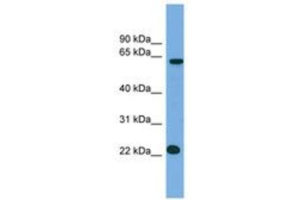 C21ORF45 antibody  (N-Term)