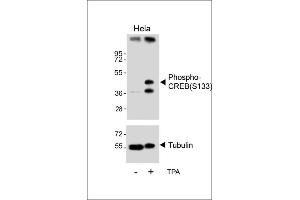 Western blot analysis of lysates from Hela cell line, untreated or treated with T, 200nM, using Phospho-CREB Antibody (upper) or tubulin(lower). (CREB1 antibody  (pSer133))