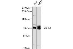 Western blot analysis of extracts of various cell lines, using GRHL2 antibody (ABIN6131917, ABIN6141384, ABIN6141385 and ABIN6214306) at 1:1000 dilution. (GRHL2 antibody  (AA 80-250))